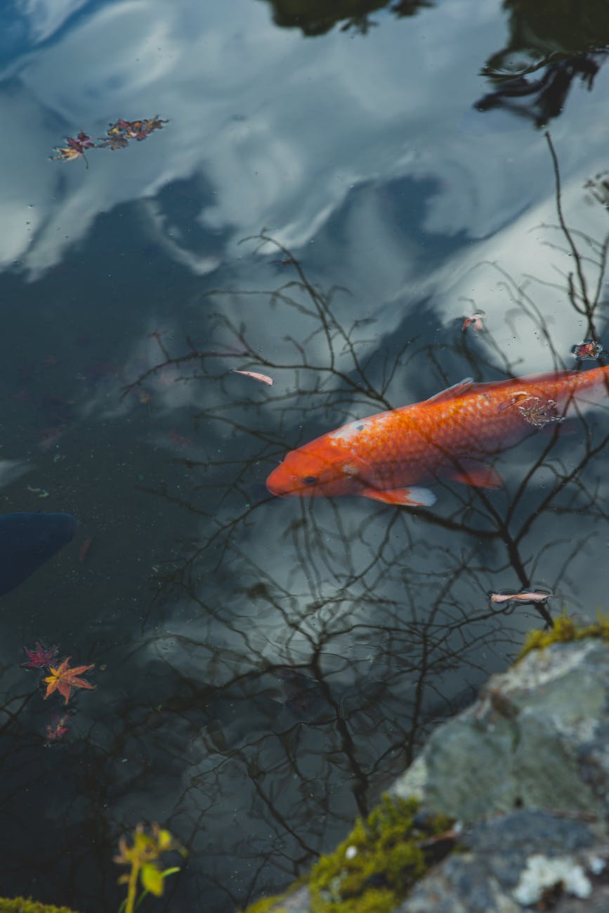 orange fish in water of pond
