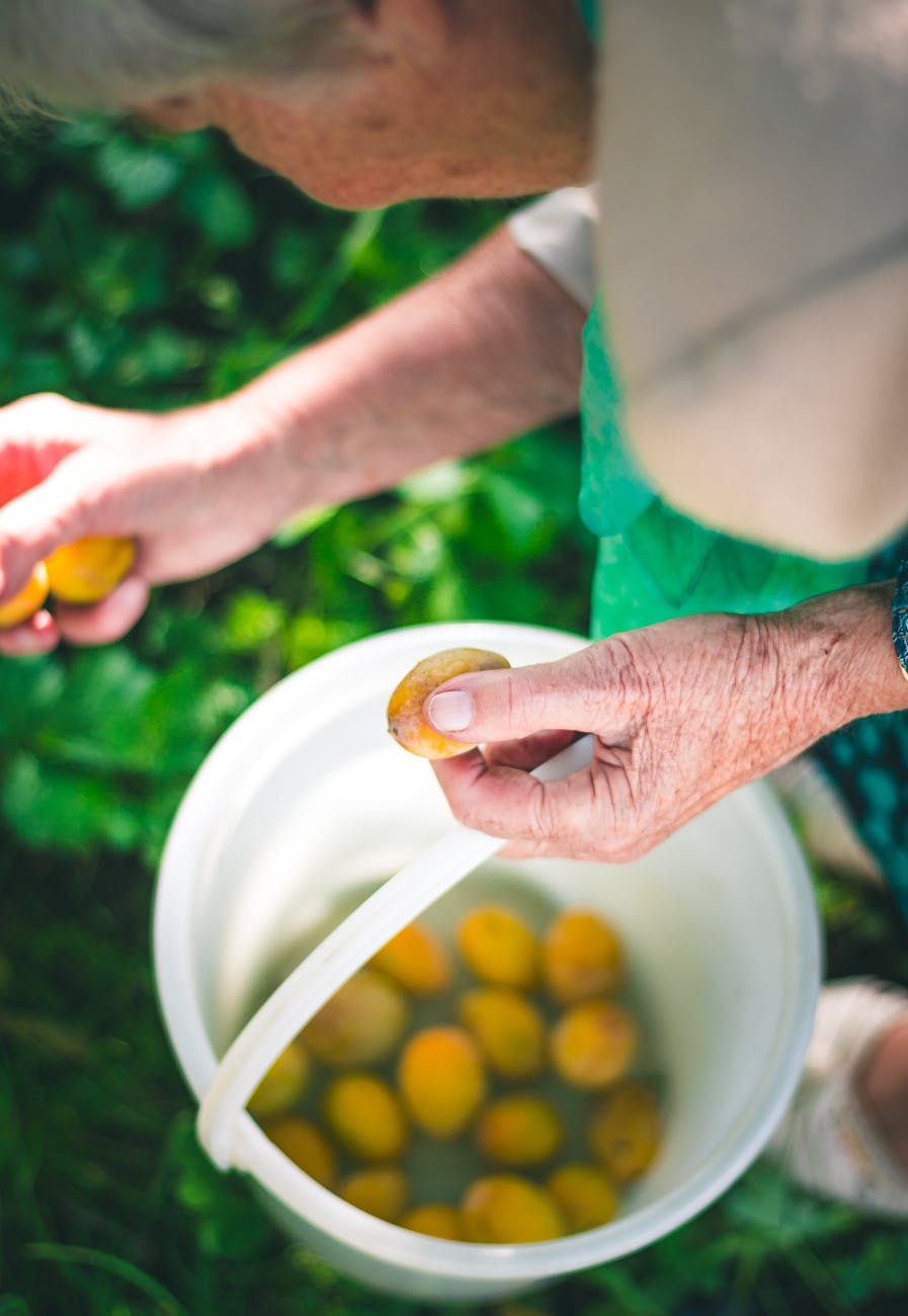 person holding oval yellow fruits